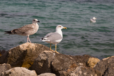 Seagull - larus michahellis on the cost of the Mediterranean Seaの写真素材