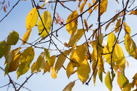 Yellow leaves on a branch, autumn, season