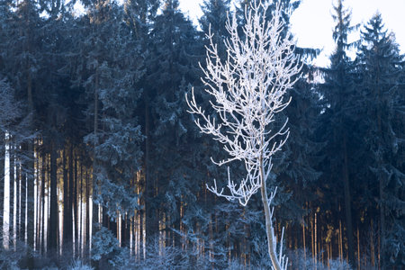 Rime on a tree, winter, snow, januaryの写真素材