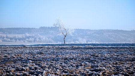 Rime on a tree, winter, snow, january, fieldの写真素材