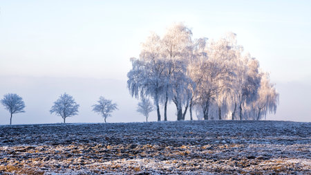 Frozen trees with rime, field, snow, winterの写真素材