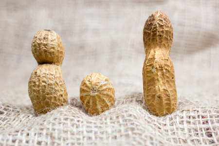 Peanuts family, three nuts on a burlapの写真素材