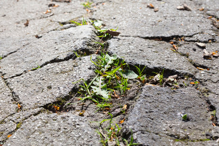 cracked asphalt, grassの写真素材