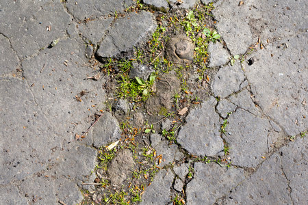cracked asphalt, grassの写真素材