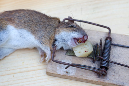 Dead mouse in a old wooden mousetrrapの写真素材