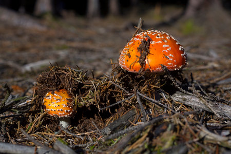 Fly agaric or fly amanita in a forest, mushroomの写真素材