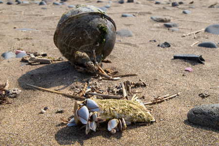 Garbage on a seashore, Pacific Ocean, northern Taiwan, Asia, animal, fishの写真素材