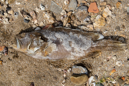 Dead sea fish on a sand beach of a Pacific ocean