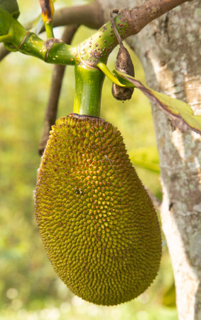 Fresh green exotic Asian Jackfruit on a tree, Jackfruit looks like durian