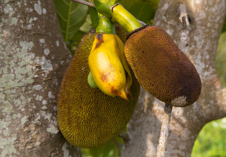 Fresh green exotic Asian Jackfruit on a tree, Jackfruit looks like durian