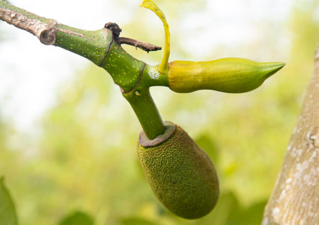 Fresh green exotic Asian Jackfruit on a tree, Jackfruit looks like durianの写真素材
