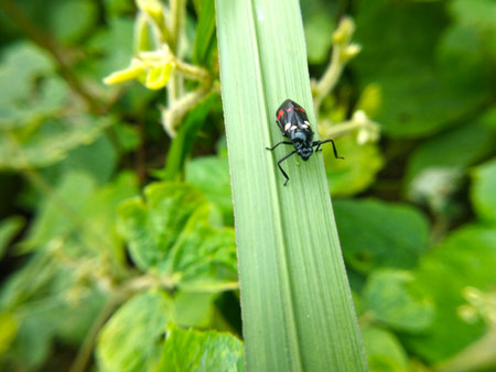Ladybug at the top of the green grass