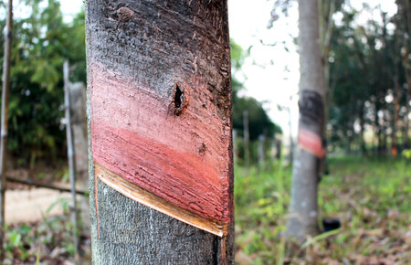 rubber treeの写真素材