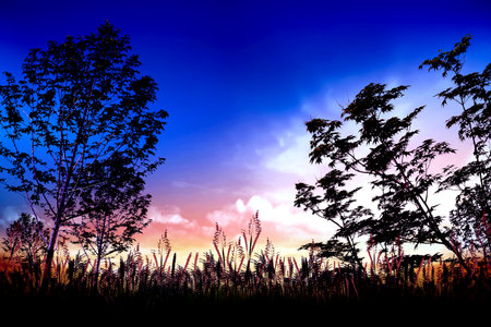 nature view sunset backgroundの写真素材
