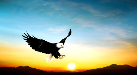 eagle flying in the sky beautiful sunset 0の写真素材