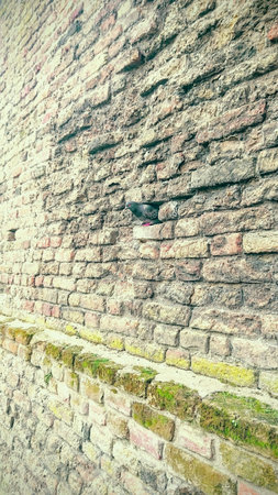 Historic brickwall with a pigeon.の素材