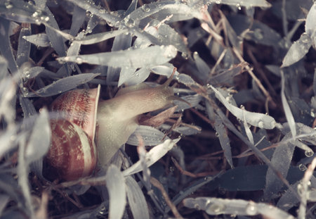 Snail is crowling on the wet leafの写真素材