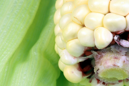 fresh, healthy and delicious organic corn,  perfect vegetarian ingredient  for all kinds of food 