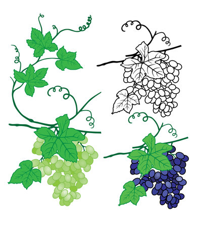 vector grapesのイラスト素材