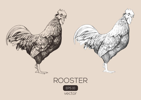 Roosters or cock on a transparent background, sketche made by hand. Vector illustration.のイラスト素材