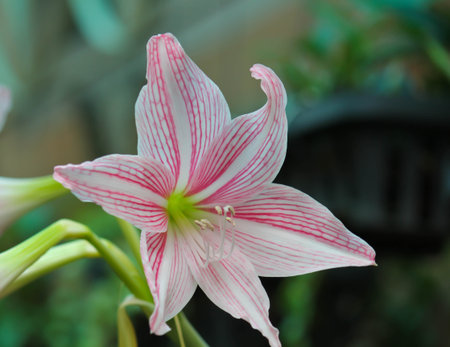 Pink hippeastrumの写真素材