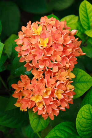 Orange ixora in the gardenの写真素材