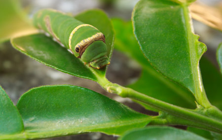 Big green caterpillar on the treeの写真素材
