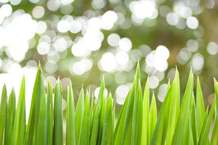 spring grass in sun light.の写真素材