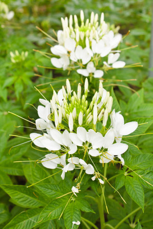 cleome spinosa flower or spider flower, thailand.の写真素材