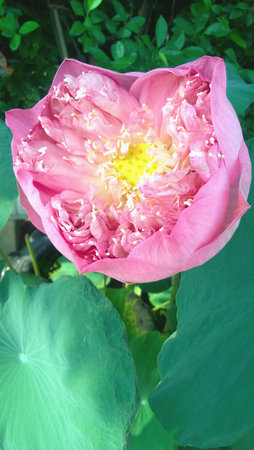 Pink lotus very big at thailand の素材