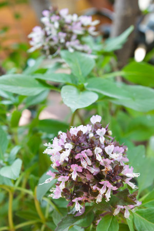 sweet basil bunch, flowers and seeds の写真素材