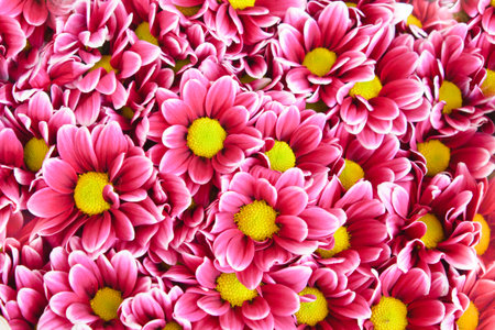 beautiful flowers の写真素材