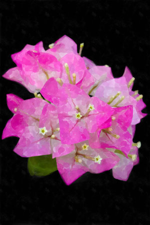 pink bougainvillea blooms on black, watercolor.の写真素材