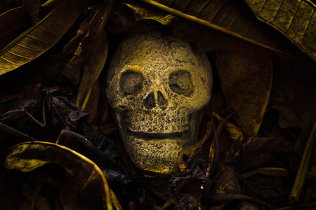 skull with old leaves on ground floor.の写真素材