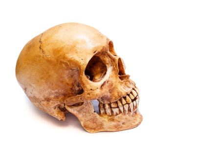 Still life with a human skull isolated on white.の写真素材