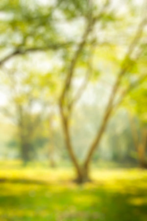 blur natural and light background in the park.の写真素材
