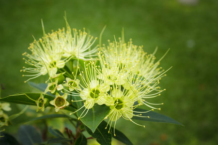 golden penda flower (Xanthostemon chrysanthus), in the garden.の写真素材