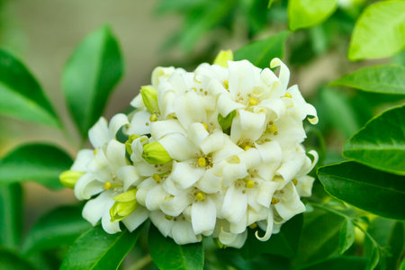orange jessamine flowers in the garden, thailand.の写真素材