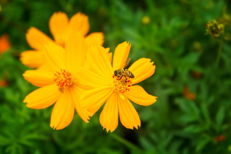 yellow cosmos flower with bee in the garden.の写真素材
