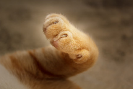 close up of cat paw and blur background.の写真素材