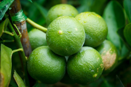Lemon in the garden.の写真素材
