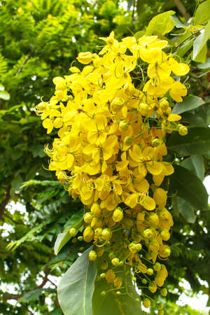 beautiful yellow flower Golden shower (Cassia fistula), thailand.の写真素材