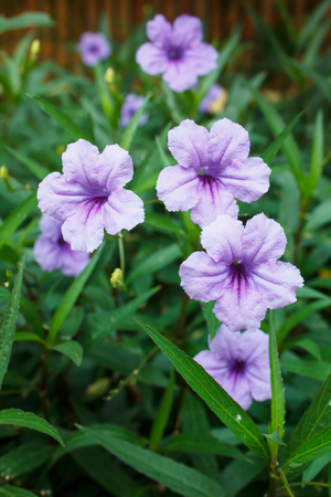 Purple flowers or Ruellia tuberosa Linn, Waterkanon, Watrakanu, Minnieroot, Iron root, Feverroot, Popping pod, Toi ting (thai name).の写真素材