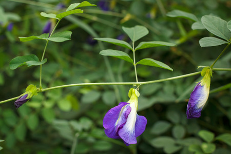 Butterfly pea flower medicinal herbs to treat disease.の写真素材