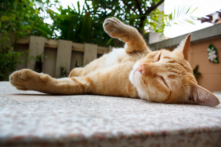 beautiful thai cat laying on table portrait.の写真素材