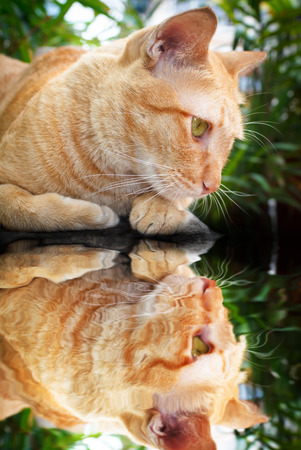 beautiful thai cat laying on wall portrait.の写真素材