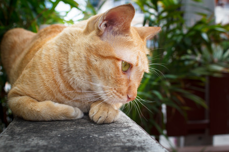 beautiful thai cat laying on wall portrait.の写真素材