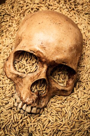Human skull and rice paddy, still life.の写真素材