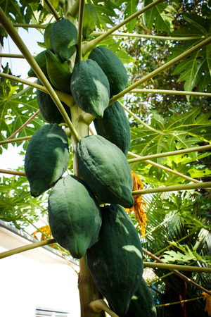 Fruit healthy, papaya in the garden's Bangkok.の写真素材