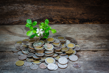 Still life coins and tree, Thai baht.の写真素材